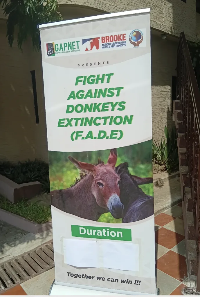 Donkeys face extinction - Advocates demand crackdown on illegal hide trade