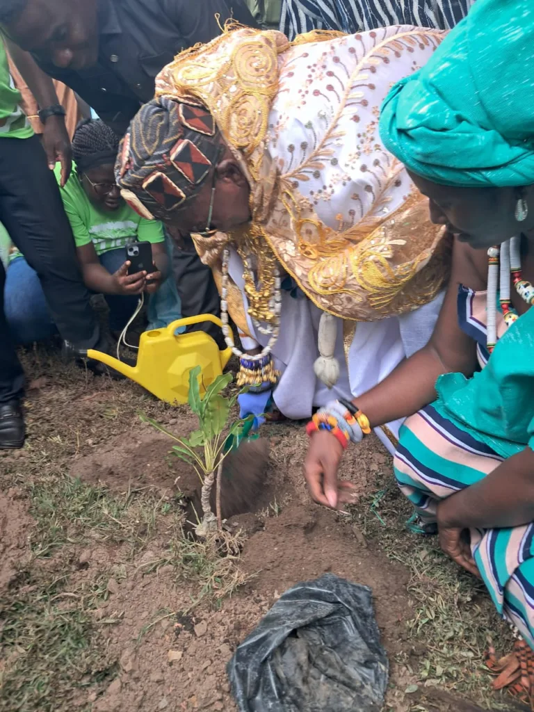 West Africa losing 8 million shea trees annually, Global Shea Alliance warns