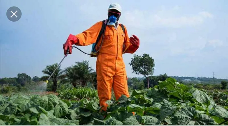 Air pollution from pesticides linked to farmers respiratory illness Air pollution from pesticides linked to farmers respiratory illness