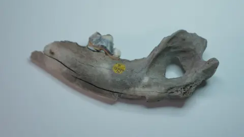 Dogs became man's best friend far earlier than thought, scientists find Kevin Church/NHM A pale, weathered animal jawbone lies horizontally on a plain light background, photographed from above. The left end tapers to a rounded point, while the right end widens into a broken, hollowed‑out socket with a large oval hole. Near the middle of the bone sits a single worn tooth, creamy white with a dark grey crown. Just below it, a small round yellow museum label is stuck to the bone, with tiny black writing that looks like a specimen number.