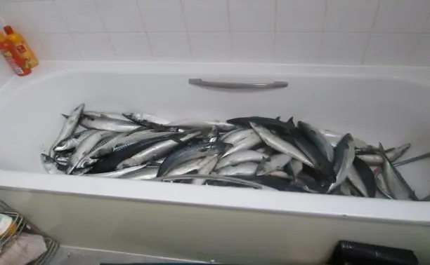 Successful conviction secured for illegal fish processing operation in Watford