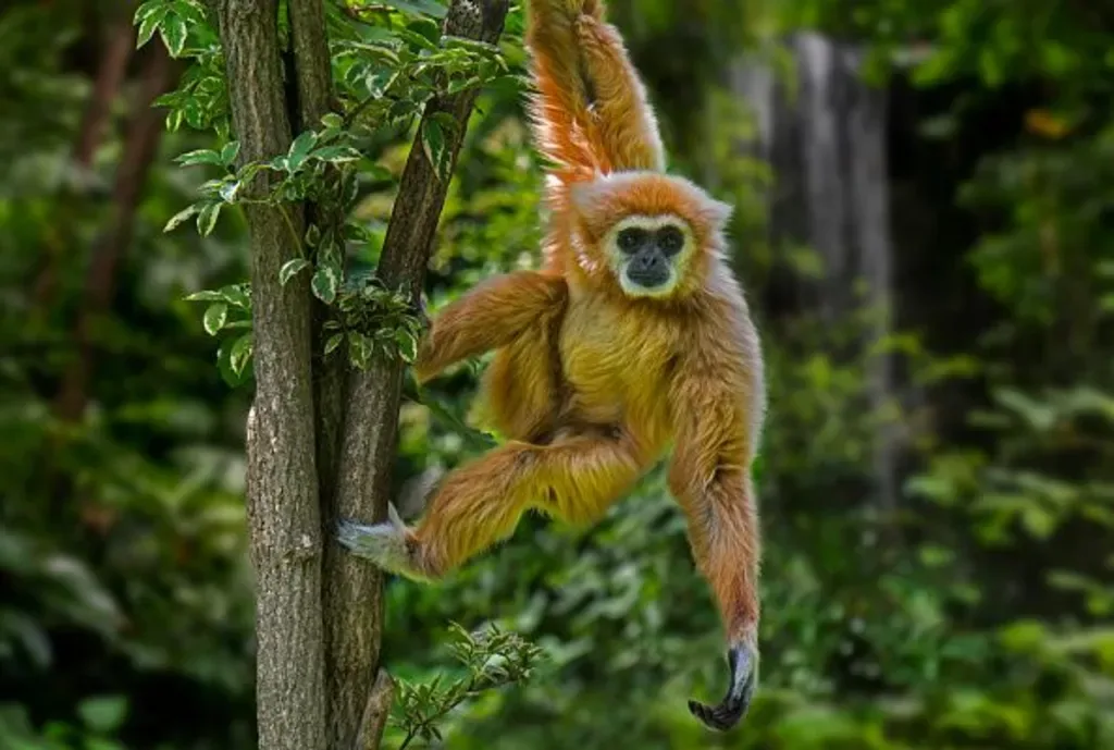 Indian actor's video with endangered gibbon sparks investigation Indian actor's video with endangered gibbon sparks investigation