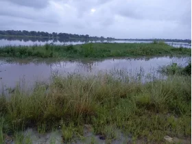 Weta rice farming community hit by devastating floods