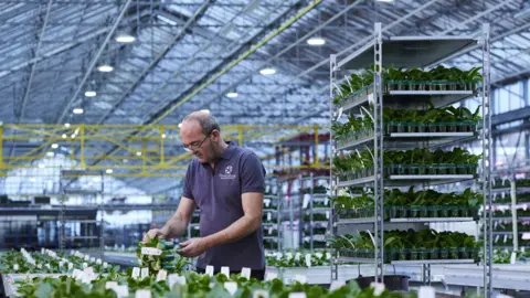 Floriculture A Floriculture worker examines small orchid plants