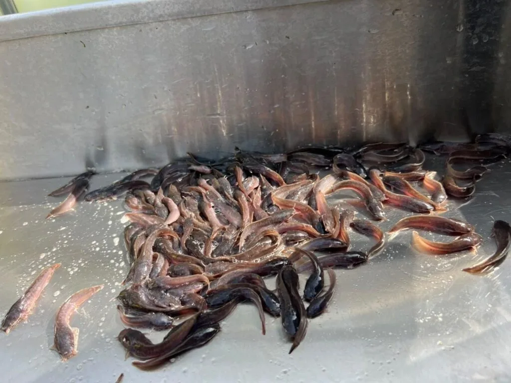 Inside Ghana’s aquaculture value Chain: Where are the bottlenecks slowing growth?