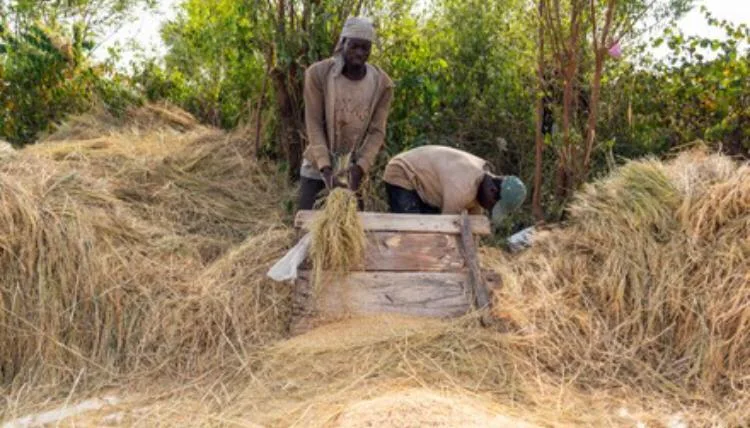 Ghana farmers' burning practices fuel growing air pollution and environmental crises