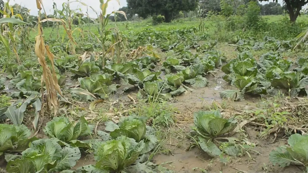 Farmers face rising poverty and insecurity in northern Ghana due to climate pressures Farmers face rising poverty and insecurity in northern Ghana due to climate pressures