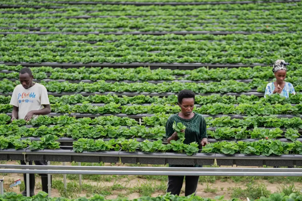 Rwanda's capital embraces urban farming as development squeezes rare land