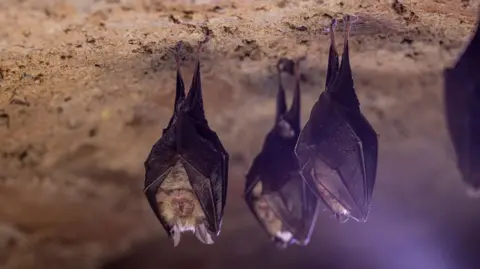 'World-first' vaccine designed by artificial intelligence Getty Images The image shows several bats hanging upside down from the rough, textured ceiling of a cave. The bats are clustered closely together, with their wings folded tightly around their bodies as they rest. The rocky surface above them appears uneven and natural, with earthy tones of brown and tan. Soft, diffused lighting highlights the details of the bats’ wings and fur while leaving parts of the background in shadow. The overall scene conveys a quiet, sheltered environment typical of a cave habitat.