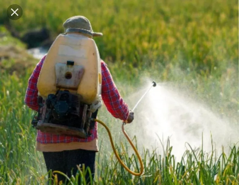 Air pollution from pesticides linked to farmers respiratory illness Air pollution from pesticides linked to farmers respiratory illness