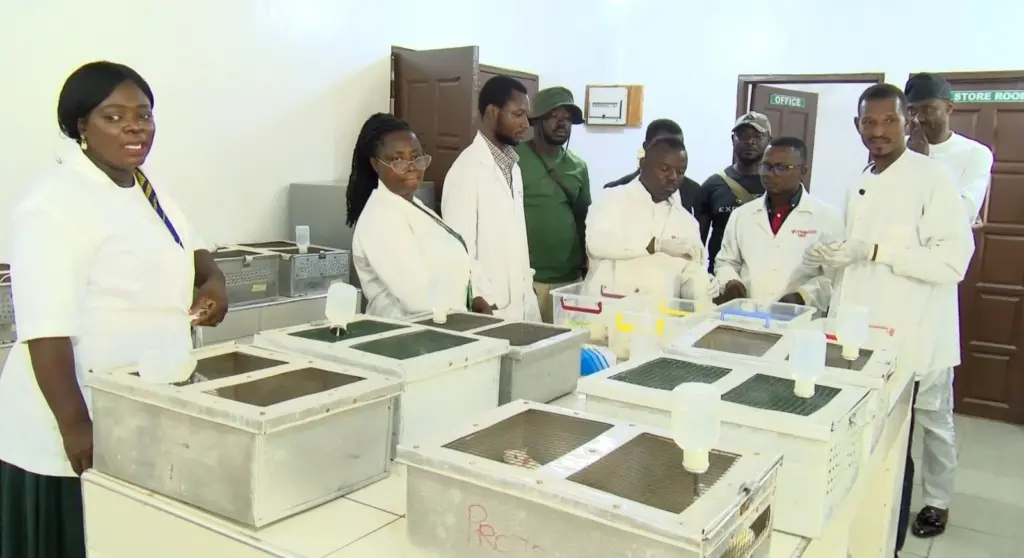 'Sukudai' cocktail may pose serious kidney and liver risks after lab tests kill rats within 24 hours