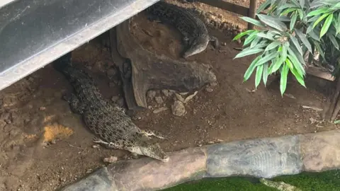 Supplied Several crocodiles are in an enclosure which has a small pond of water that has algae growing in it. The animals are sitting underneath a bridge which goes over the pen.