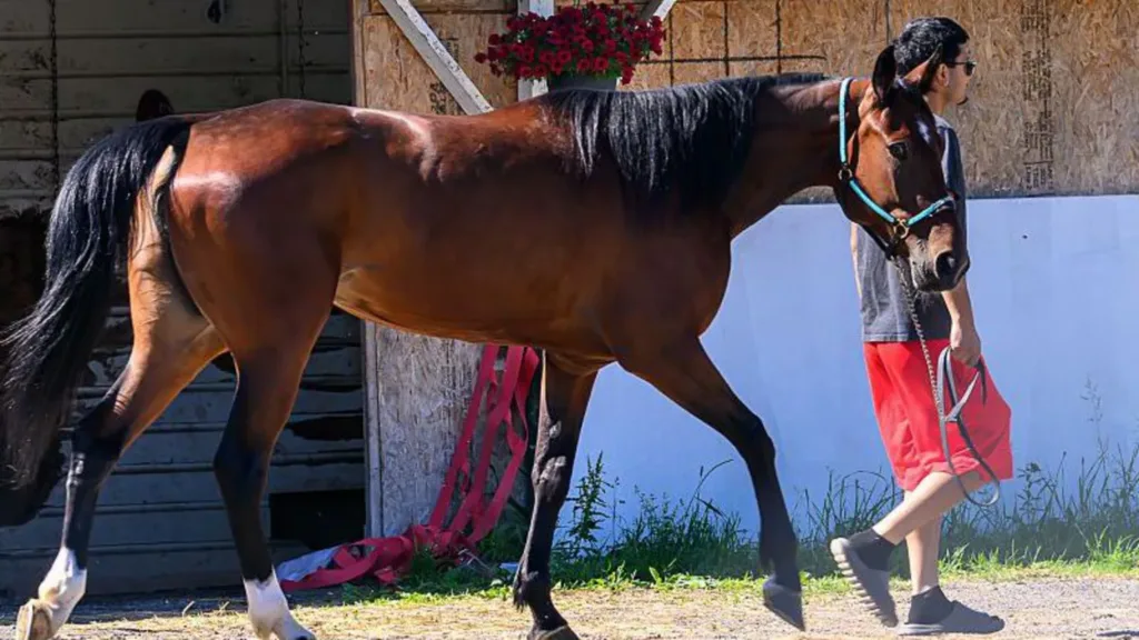 More than a dozen horses killed in New York barn fire