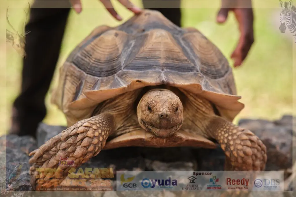 Thrills, laughter, awe and wild encounters mark first day of Joy FM’s 'Joy Safari Experience 2026'