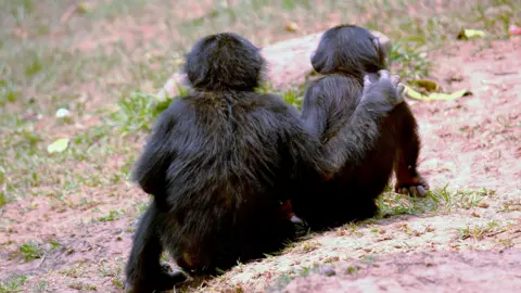 Zanna Clay / Lola ya Bonobo Sanctuary Juvenile male Tschibo offers a comforting embrace to juvenile male Oshwe following an aggression where Oshwe was threatened
