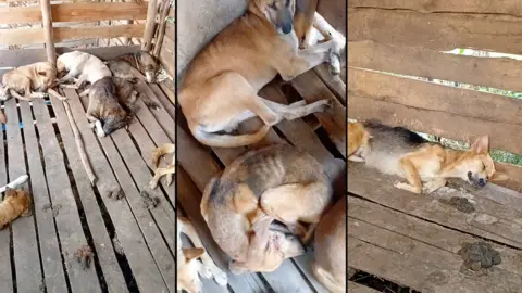 A composite of three images showing emaciated dogs lying in a cage. faeces can be seen on the wooden floor.