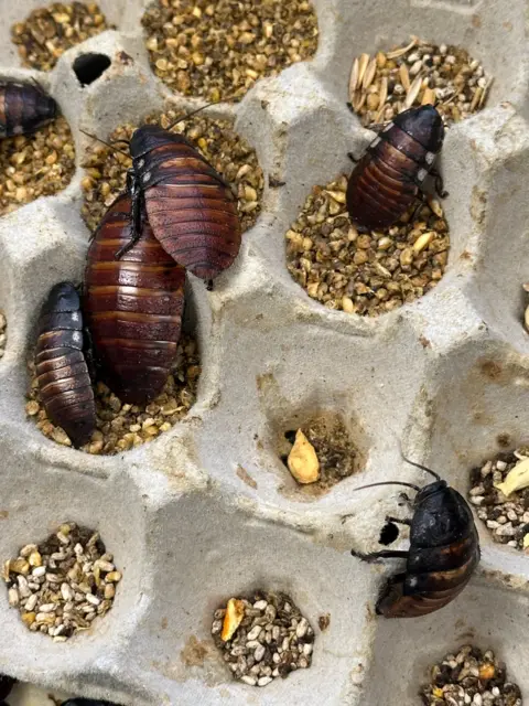 Supplied: DCCEEW Cockroaches crawl around in an egg box with cockroach food 