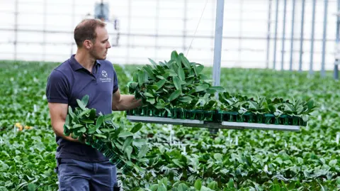 Floriculture A Floriculture worker holds trays of orchid plants in both hands. He is surrounded by orchid plants in a large greenhouse.