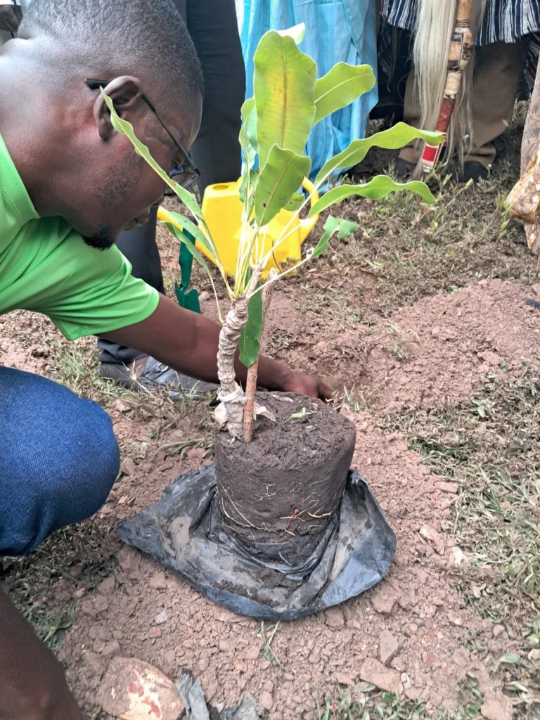 West Africa losing 8 million shea trees annually, Global Shea Alliance warns
