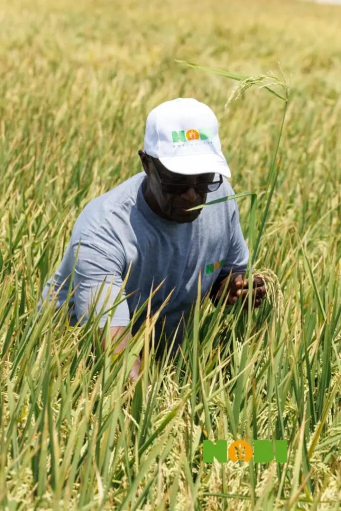 At Nobi Agriculture, scale and systems redefine the possibilities of farming in Ghana At Nobi Agriculture, scale and systems redefine the possibilities of farming in Ghana