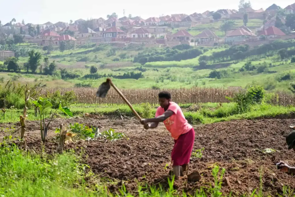 Rwanda's capital embraces urban farming as development squeezes rare land