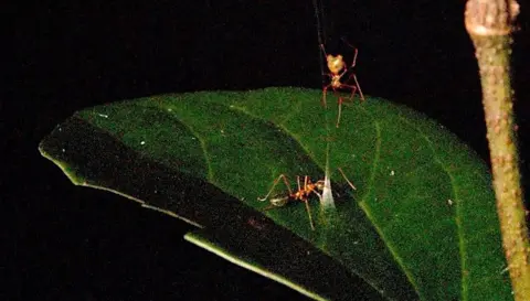 Ajay Narendra, Pranav Joshi, Daniele Liprandi, Gregory J Anderson, Jonas Wolff/Macquarie University A green ant is pictured approaching the trap set on a green leaf, with the ballista spider waiting above