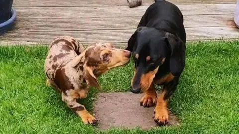 Jane Keles Two Dachshunds, with one of the dogs sniffing at the other dogs ear