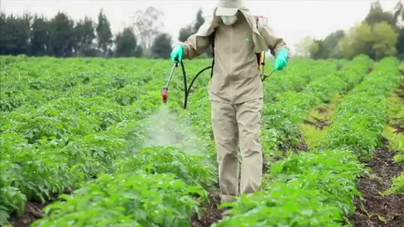 Air pollution from pesticides linked to farmers respiratory illness Air pollution from pesticides linked to farmers respiratory illness