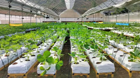 India wants to join the strawberry superpowers Berry Fresh Agrotech A large polyhouse with multiple rows of strawberry plants growing on raised beds.