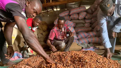 Four men sort through dried cocoa beans spread on a green plastic sheet in a warehouse in Bangolo. Behind them can be seen sacks - some of which are hessian, others which are stripped pink and purple.
