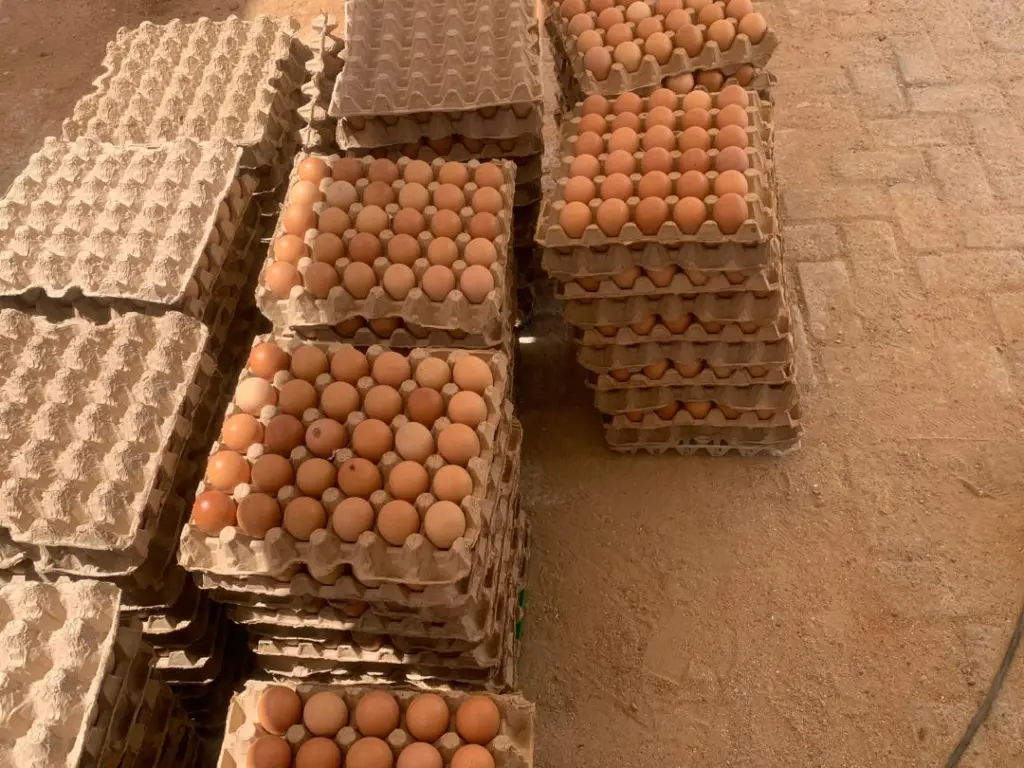MGL's May Day Egg market ends in resounding success as crowds turn out for affordable eggs