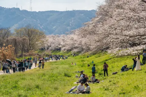 Cheng Feng Chiang A wide outdoor scene shows a grassy riverside park lined with blooming cherry blossom trees. Large crowds of people walk along a path and gather on the grass, where some are picnicking and others are taking photographs beneath the pale pink blossoms.