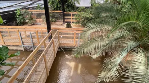 The inside of a crocodile enclosure at a zoo. There are bodies of water for the animals as well as foliage and plants. There is a walk way through the middle of the enclosure lined with fences.