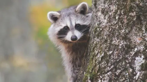 OpenAI tells ChatGPT models to stop talking about goblins Getty Images A small raccoon perched on the side of a tree looks into the lens of the camera.