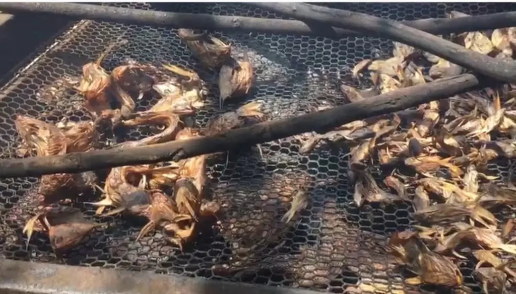 Climate change and pollution threaten livelihoods of White Volta fishermen