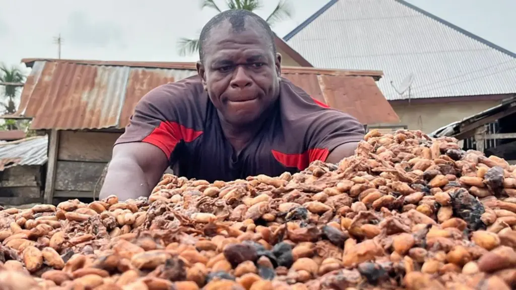Ghana targets $1bn in cocoa bonds as part of overhaul