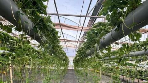 India wants to join the strawberry superpowers Tara Farms Fresh Strawberry plants grow in grey plastic tubes raised off the ground. Runners dangle down from the main plants.