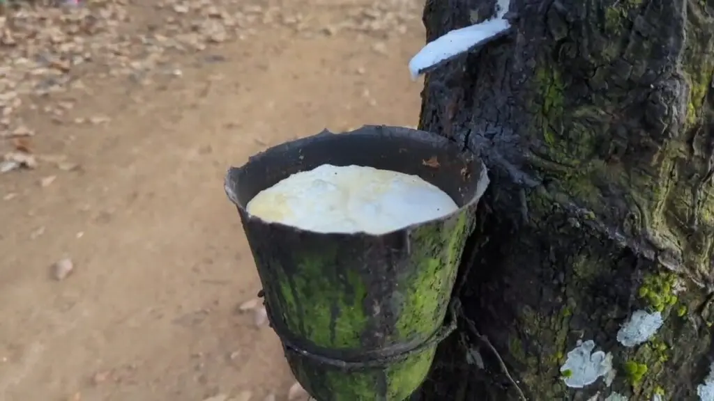Under-invoicing scandal hits Ghana’s raw rubber exports, over US$700m unaccounted for Under-invoicing scandal hits Ghana’s raw rubber exports, over US$700m unaccounted for