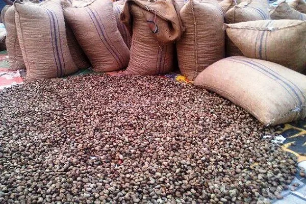 Ghana must prioritise local cashew processing to unlock jobs, boost export earnings – ACPG