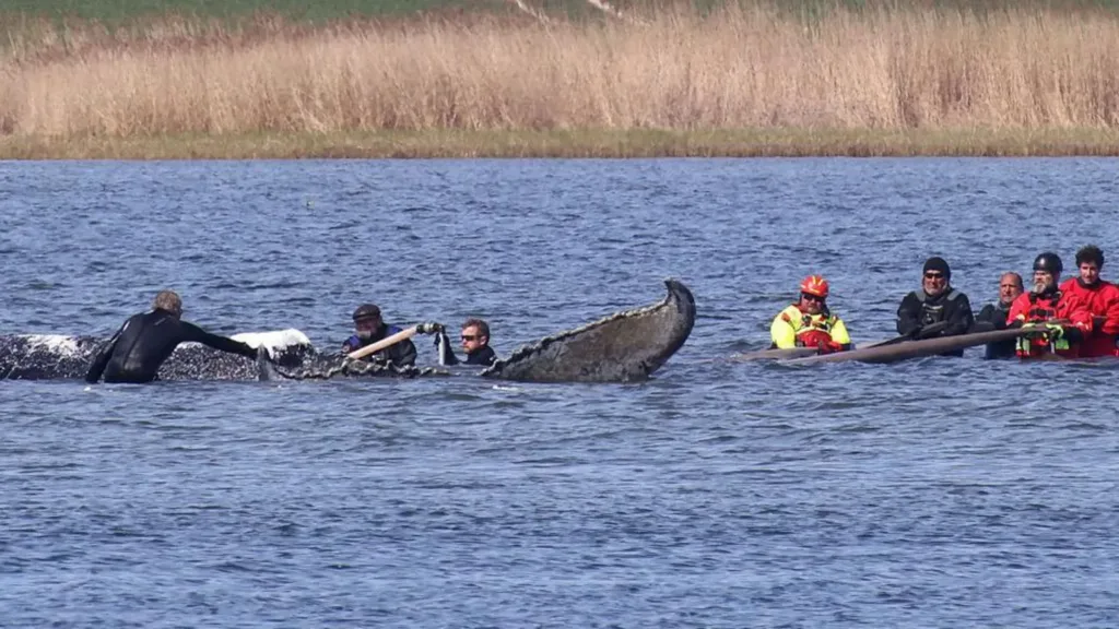 Whale found dead near Danish island after German rescue operation