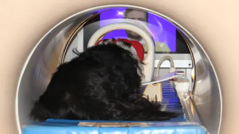 Eniko Kubinyi The image shows a dog - from behind - inside the cylinder of a medical MRI scanner. You can see that in front of the dog, there is a screen with an image of a man's face. 