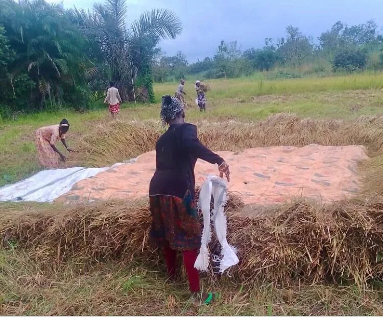 Ghana farmers' burning practices fuel growing air pollution and environmental crises