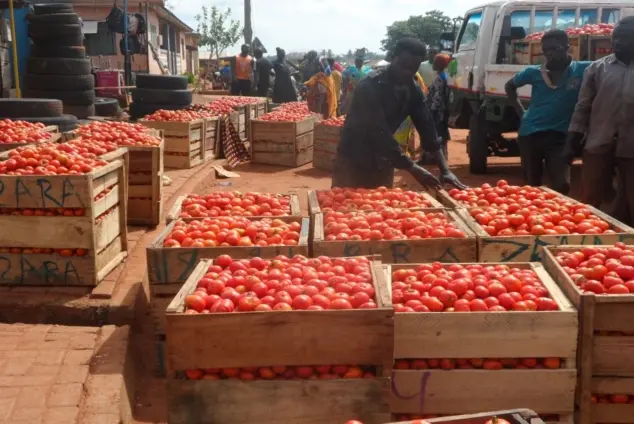 Tomato import ban by Burkina Faso a ‘blessing in disguise’ – PFAG urges swift gov’t action