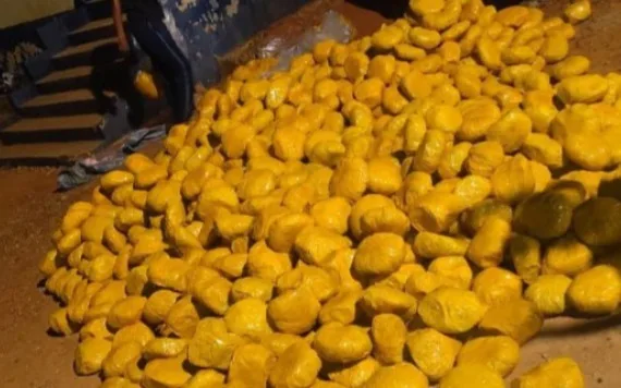 Akatsi Police seize suspected cannabis consignment, driver escapes