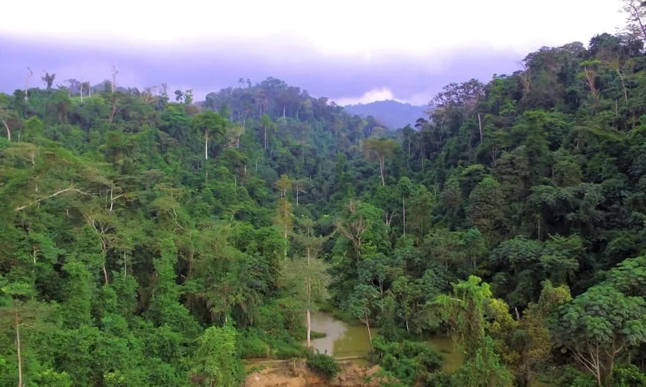 GOLDBOD targets three forest reserves for reclamation in 2027 – Sammy Gyamfi