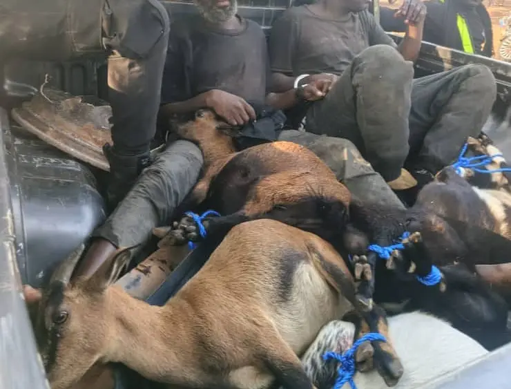 Police officer sustains gunshot wound while pursuing goat robbery syndicate