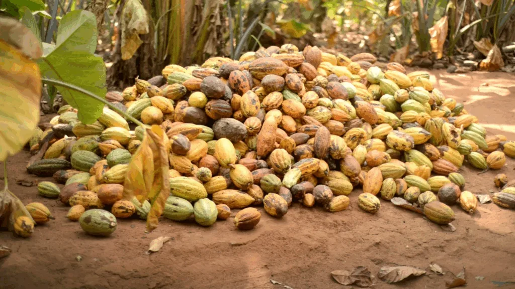 Ghana secures UAE, Saudi markets for semi-finished cocoa products