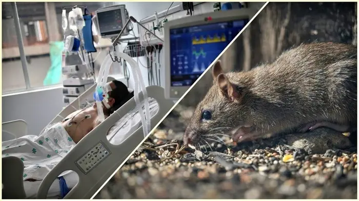 Ghana Health Service enhances Hantavirus surveillance