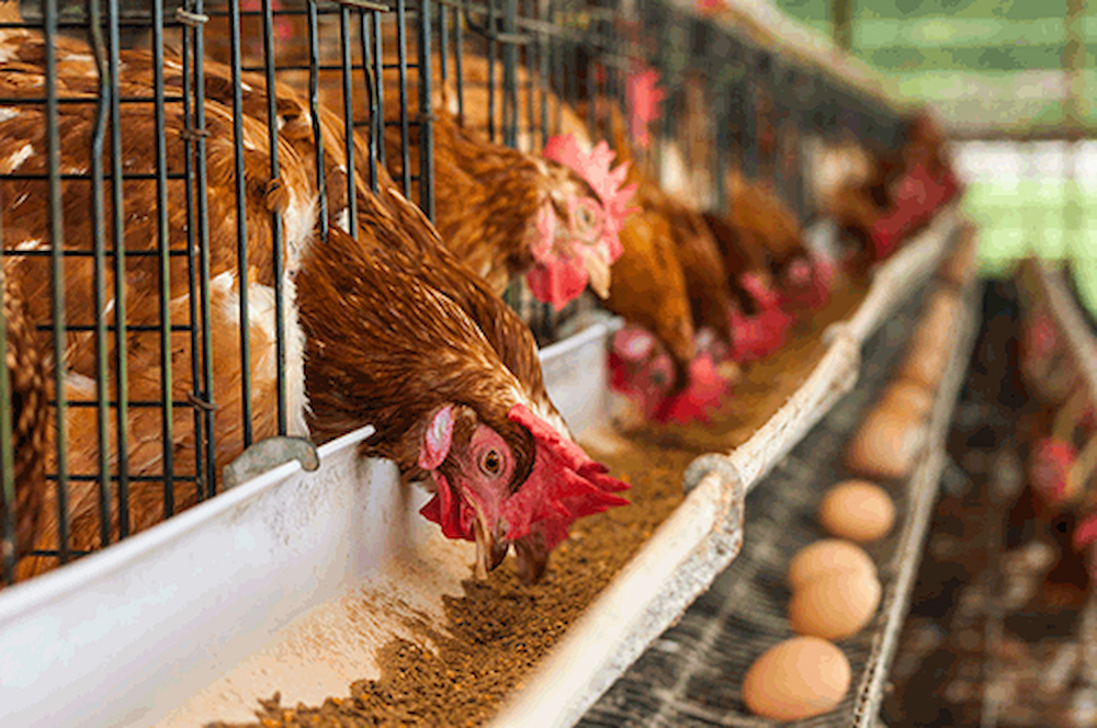 Ghana’s poultry self-sufficiency stagnant at 12% – Agri-Impact CEO