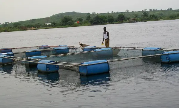 24-hour Economy Secretariat, COA forge blue economy partnership to transform Volta Lake aquaculture sector
